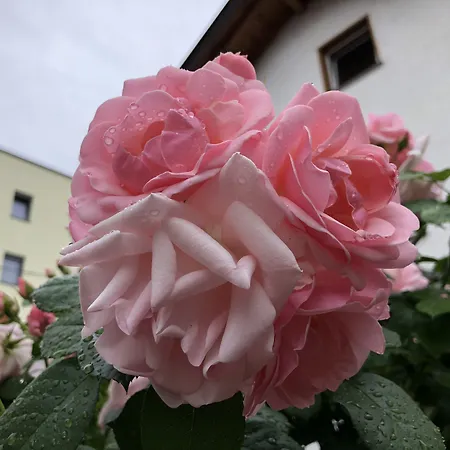 Garni Betty 3* Merano