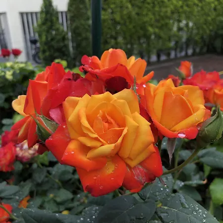 فندق مبيت وإفطار Garni Betty ميرانو