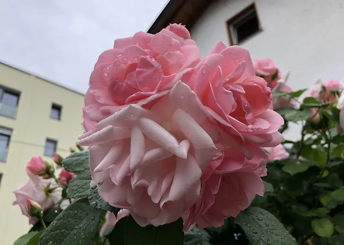 Garni Betty 3* Meran