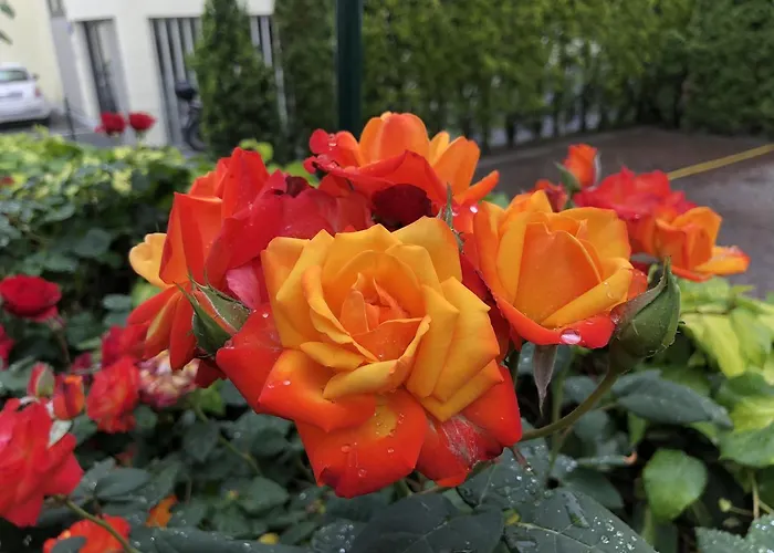 Bed & Breakfast Garni Betty Merano